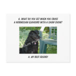 Your Photo! My Best Friend Norwegian Elkhound Mix Post Cards