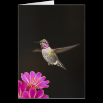 YOU'RE A HUMMER BIRTHDAY CARD cards