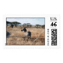 YOU'RE ARE IN THE SAFARI NOW postage by olo236 YOU'RE ARE IN THE SAFARI NOW postage