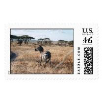 YOU'RE ARE IN THE SAFARI NOW postage by olo236 YOU'RE ARE IN THE SAFARI NOW postage
