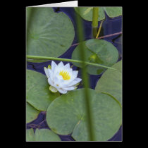 You've Bloomed! Congratulations Card cards