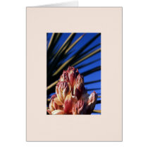 "Yucca #1" cards