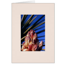 "Yucca #1" Card