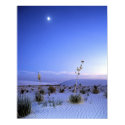 Yucca at Dusk posters by gust_front Yucca at Dusk posters