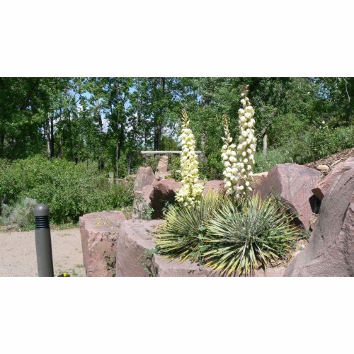 Yucca bag