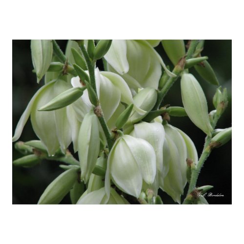 Yucca Blooms print