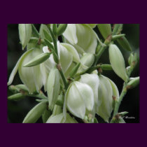 Yucca Blooms posters by naturegirl7 Yucca Blooms posters