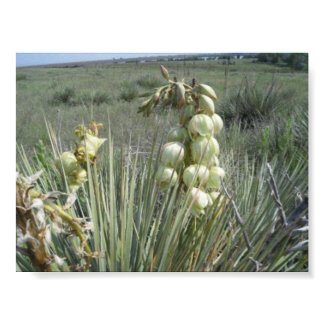 Yucca Blossom Print print