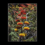 Yucca Flowers Postcard postcards
