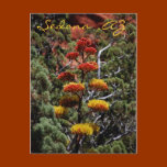Yucca Flowers Postcard