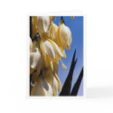 Yucca Greetings cards by mlane53 Yucca Greetings cards