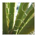 Yucca Leaves Abstract Canvas Print