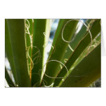 Yucca Leaves Abstract Nature Card