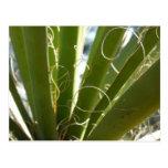 Yucca Leaves Abstract Nature Postcard