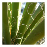 Yucca Leaves Abstract Poster Print
