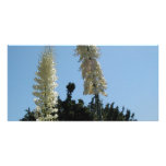 yucca picture card