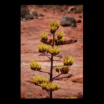 Yucca Plant Floral Print posters