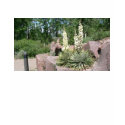 Yucca t-shirts by codfishlady Yucca t-shirts