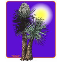 Yucca torreyi shirt F/B by Duncan_Reed Yucca torreyi shirt F/B