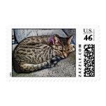 Yuki Cat Art postage