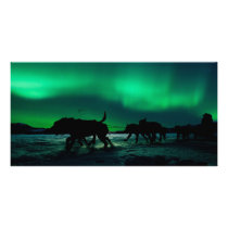 Yukon Quest Magic Photo Card