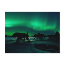 Yukon Quest Magic Post Cards