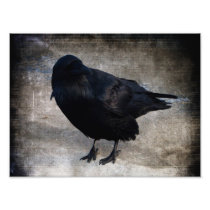 Yukon Raven Grunge Photo