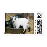 Yummy Postage