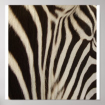 Z Stripe Print