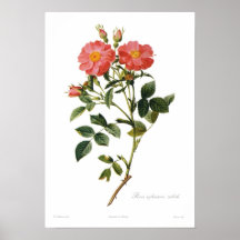 Zabeth del eglanteria de Rosa Posters
