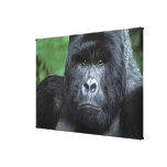 Zaire, Virungas National Park. Portrait of canvas prints