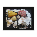 shells, coral stone, coral, zanzibar, sea shells