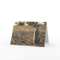 Zaphod 12th Birthday card 1 cards