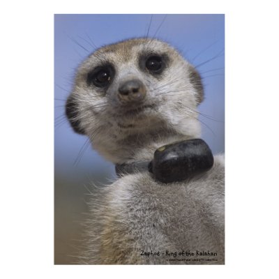 Zaphod - King of the Kalahari Poster by fkmp_store