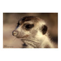 Zaphod Poster - Royal Whiskers Collection posters