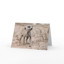 Zaphod's 12th birthday card 2 cards
