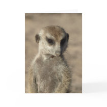 Zaphod's 12th birthday card 3 cards