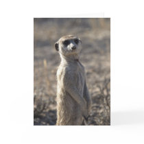 Zaphod's 12th Birthday Card 5 cards