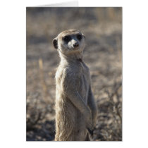 Zaphod's 12th Birthday Card 5 cards