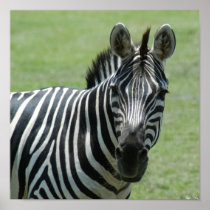 zebra10x10 posters
