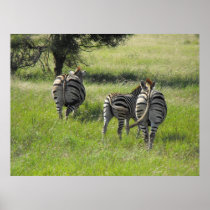 Zebra2 Poster