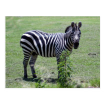zebra4x6 postcards