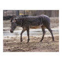 Zebra 1 Poster posters