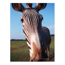 zebra 2 postcard