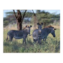 Zebra 2 postcard