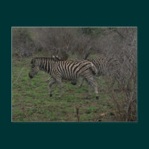 Zebra African Horse Wildlife Post Card postcards