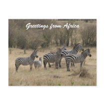 zebra alert postcards