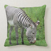 Zebra throwpillow