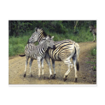 zebra and Baby Postcard