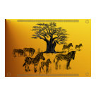 postcard - Wild Zebra postcard - Wild Zebra